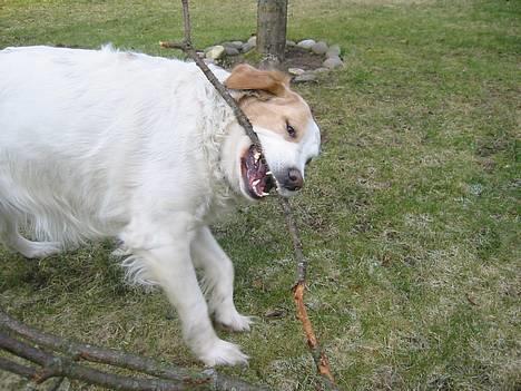 Blanding af racer Molli - knurrrr....jeg kan sørme os se farlig ud nyt. 8.2.05 billede 7