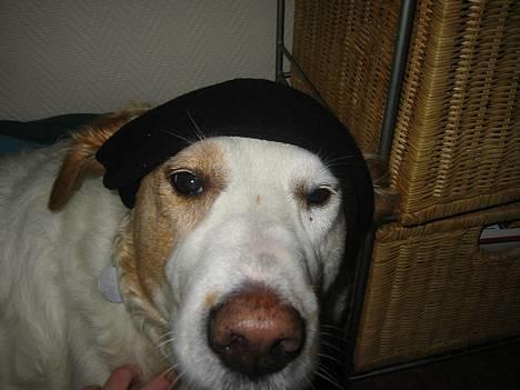 Blanding af racer Molli - molli - er medlem af en farlig hunde bande!! uhhh... billede 8