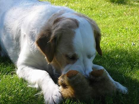 Blanding af racer Molli - Bimse får hele omgangen... nu skal den bare ædes... billede 9