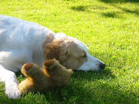 Blanding af racer Molli - Hmmf.. den smagte jo ik særlig godt..! billede 10