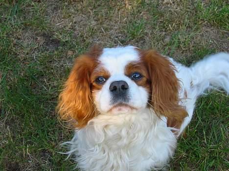 Cavalier king charles spaniel Cavakings tjess - Hej med dig... billede 1