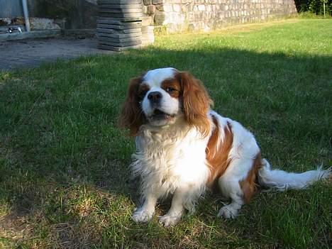 Cavalier king charles spaniel Cavakings tjess billede 2
