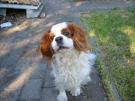 Cavalier king charles spaniel Cavakings tjess - det skulle vel ikke være mad du har til mig ... er det?? billede 3