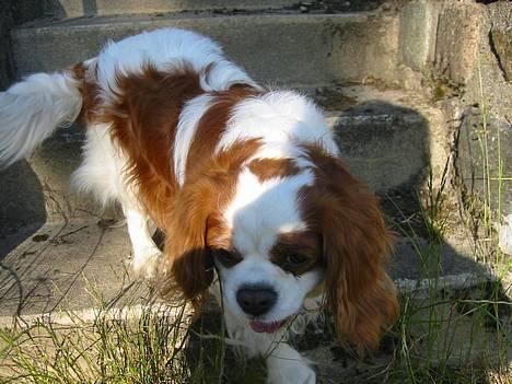 Cavalier king charles spaniel Cavakings tjess billede 4