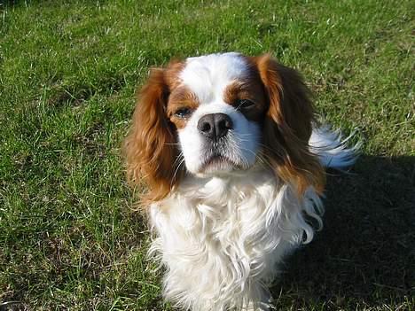 Cavalier king charles spaniel Cavakings tjess - ja.. jeg kan godt se lidt sød ud.. billede 5