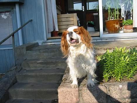 Cavalier king charles spaniel Cavakings tjess - arh... gab, solen gør mig så træt... billede 6