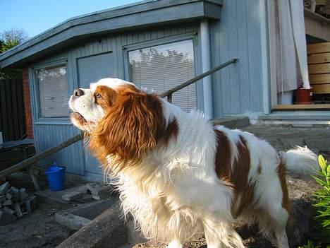 Cavalier king charles spaniel Cavakings tjess - Jeg kan skam også være en rigtig lille ulve hund, hvis det skal være.. billede 7