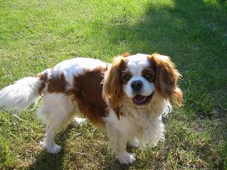 Cavalier king charles spaniel Cavakings tjess billede 8