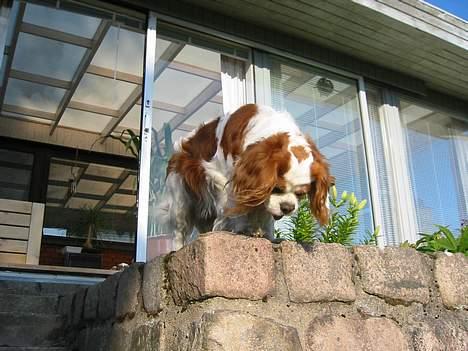 Cavalier king charles spaniel Cavakings tjess - uhh ha...der er langt ned.. billede 9
