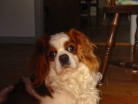 Cavalier king charles spaniel Cavakings tjess - hmmm... hvad kan jeg sige?? billede 10