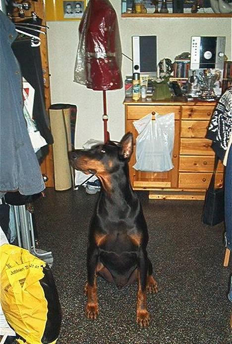 Dobermann (Genning's Sultan) Pinta billede 5