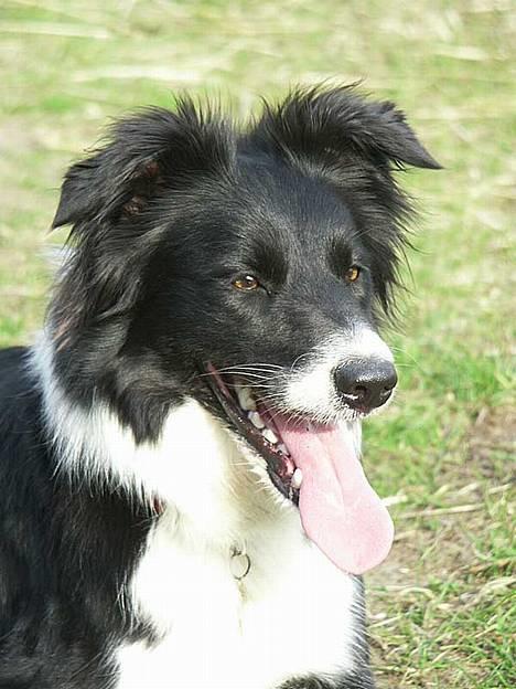 Border collie Eisse's Bold Blackie - Sally ligger og slapper af i solen! :) billede 6
