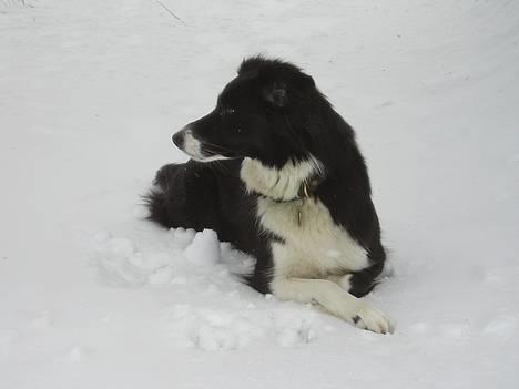 Border collie Eisse's Bold Blackie - sne billede 8