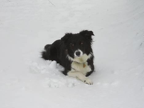 Border collie Eisse's Bold Blackie billede 9
