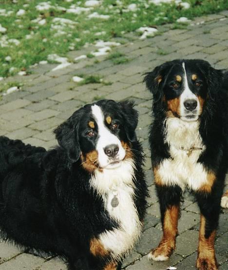Berner sennenhund Malou - Malou til venstre og hendes gode veninde til højre (som ejes af min moster) billede 8