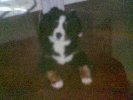 Berner sennenhund Malou - Malou som hvalp :) billede 9