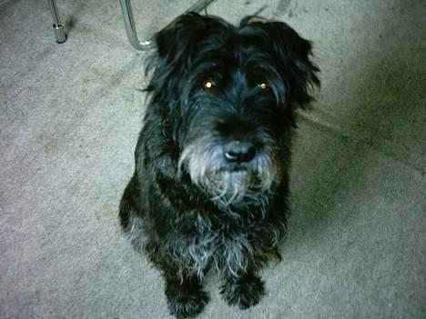 Mellemschnauzer knold  - hejsa alle sammen ja det er så mig der er stjerne her:) ihvert fald lige nu..vuf vuf... billede 1