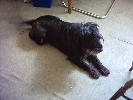 Mellemschnauzer knold  billede 2