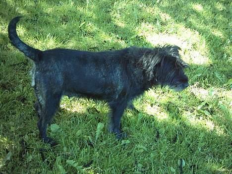Mellemschnauzer knold  - min hund i haven d. 5/6-04 billede 3
