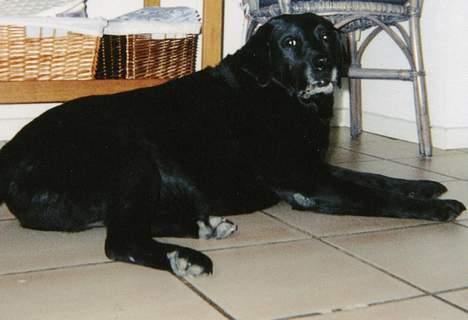 Labrador retriever Cif - Dejlige Cif på hendes sidste dage.  billede 1