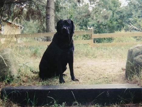 Labrador retriever Cif - Cif på "sin" trappe i vores sommerhus - her var hun dronning :) billede 2