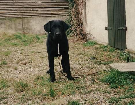 Labrador retriever Cif - Fræk lille sort lap. 8 mdr gammel og med ude på vores gård som vi lige havde købt :) billede 3