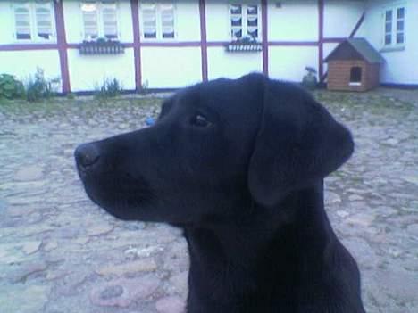 Labrador retriever Mokka - Mokkas dejlige hovede billede 1