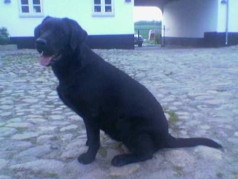 Labrador retriever Mokka - Mokka er forpustet efter leg ;) billede 2