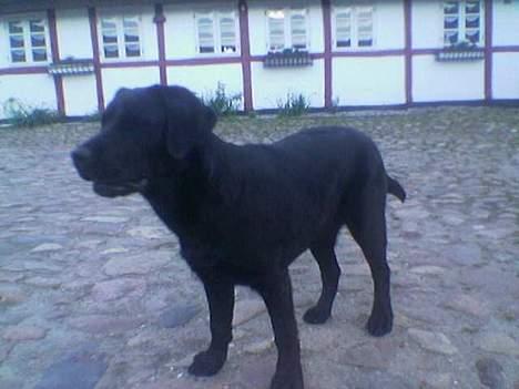 Labrador retriever Mokka - Mokka... billede 3