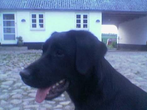 Labrador retriever Mokka - Det var vist hårdere end som så at lege ;) billede 4