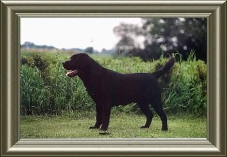 Labrador retriever Mokka - Mokkas far billede 5