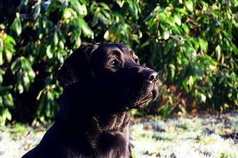 Labrador retriever Mokka - Mokkas mor billede 6
