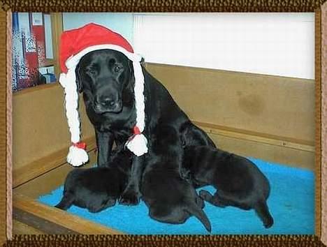 Labrador retriever Mokka - Mokkas mor med hendes tre hvalpe ( Mokka i midten). billede 7