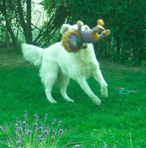 Golden retriever Indy - Yeehaa det fee billede 1