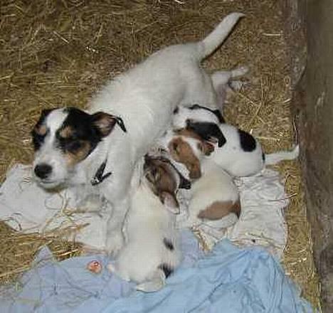 Jack russell terrier Emma - Emma med 3 af sine hvalpe fra 2002 billede 1
