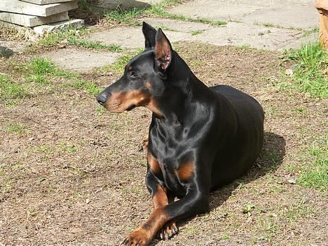 Dobermann (Genning's Sultan) Pinta billede 6