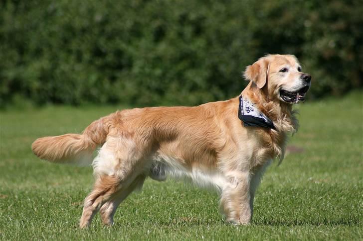 Golden retriever Nickie *Himmelhund* - Min dejlige Nickie. 20. juli 07 billede 1