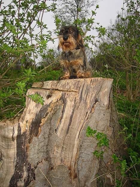 Gravhund Atempos Kozak billede 4