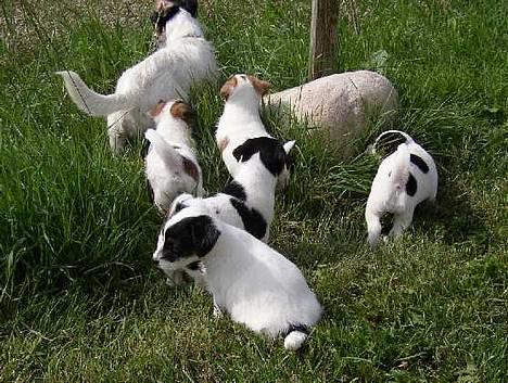 Jack russell terrier Emma - Emma med alle 5 hvalpe fra 2002 billede 3