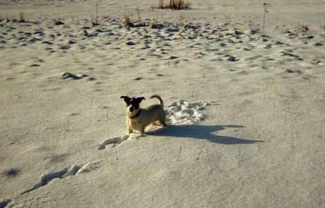 Jack russell terrier Emma - Emma - Januar 2004 billede 4