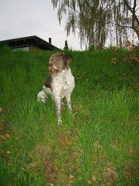 Ruhåret hønsehund Rufus - Dejligt at være ude i det fri, og nyde udsigten over søen! billede 1