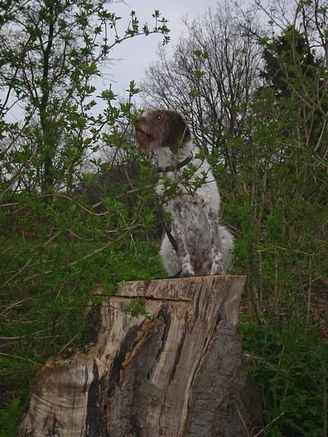 Ruhåret hønsehund Rufus - Det lugter spændende! billede 2