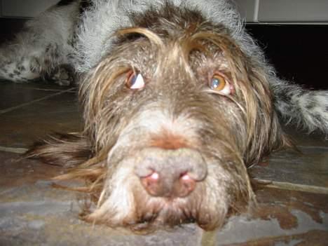 Ruhåret hønsehund Rufus - RED MIG FRA FOTOGRAFEN! billede 4