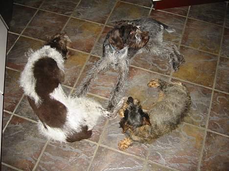 Ruhåret hønsehund Rufus - Mig og Møghvalpene! billede 5