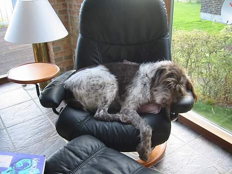 Ruhåret hønsehund Rufus - Det er nu godt at få lov at tage en slapper i ny og næ! billede 6