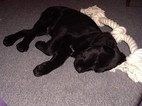 Blanding af racer Balder Himmelhund - Mig og mit legetøj (10 uger gammel) billede 8