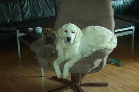 Golden retriever Indy billede 2