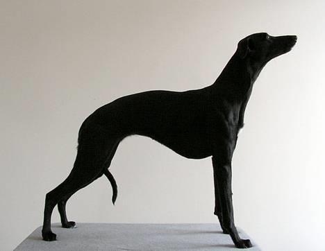 Whippet Dragonwing Cyclone (Thea) billede 1