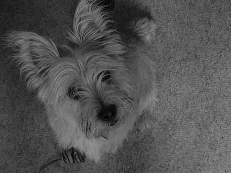 Cairn terrier Zeus - se jeg er blevet stor og fræk billede 1