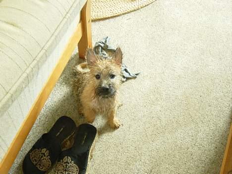 Cairn terrier Zeus - Zeus efter sit bad billede 5